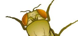 Drosophila wild type