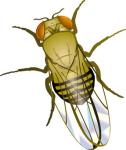 Drosophila wild type