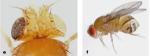 Hsp90 reduced expression in&nbsp;drosophila