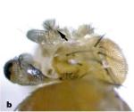 Hsp90 reduced expression in&nbsp;drosophila