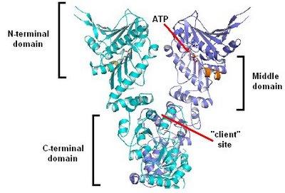 Hsp90 structure
