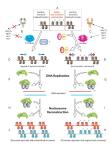 Epigenetic evolution through&nbsp;Hsp90
