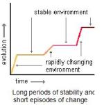 Punctuated equilibrium