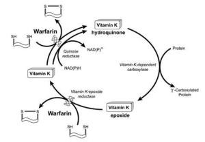 vitamin-k-cycle